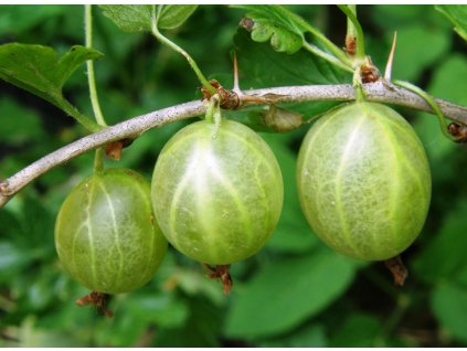 Angrešt Hinnonmaki zelený green