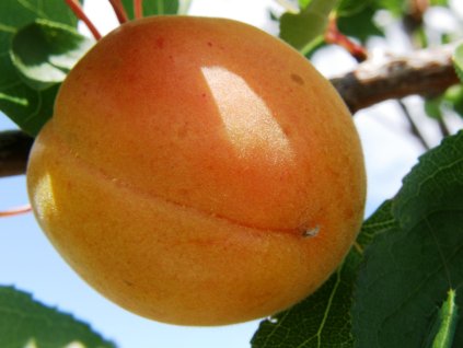 Merunka Harlayne (2)