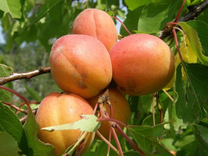 Meruňka Vynoslivij 2