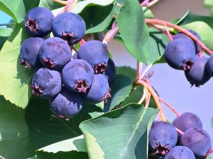 MUCHOVNÍK OLŠOLISTÝ 'THIESSEN'  konzumní zralost:  červen - červenec