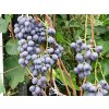 Réva modrá Agát donskij