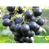 Réva modrá Muscat Bleu 3