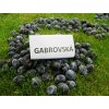 Slivoň Gabrovská