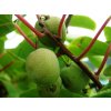 Kiwi Actinidia Arguta Kiwino 2