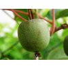 Kiwi Actinidia Arguta Kiwino