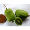 Kiwi Actinidia arguta Ambrosia