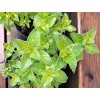oregano Margeritha 3m