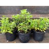 oregano Margeritha m