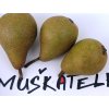 hruška muškatelka šedá
