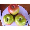 Jablon Čistecké lahůdkové