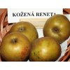 jablon kozena reneta zimni