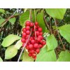 Klanopraska Schisandra