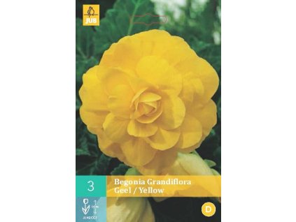 Begónie Grandiflora Yellow (3 cibule)