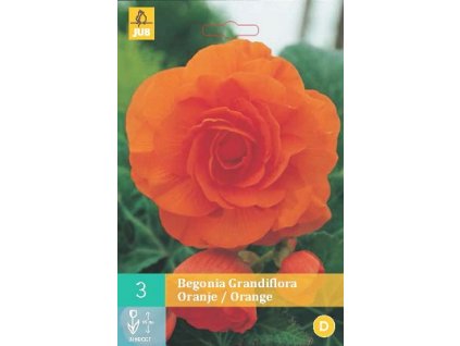 Begónie Grandiflora Orange (3 cibule)