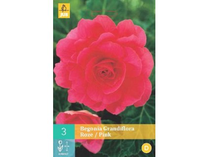 Begónie Grandiflora Pink (3 cibule)