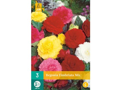 Begónie Fimbriata Mix (3 cibule)
