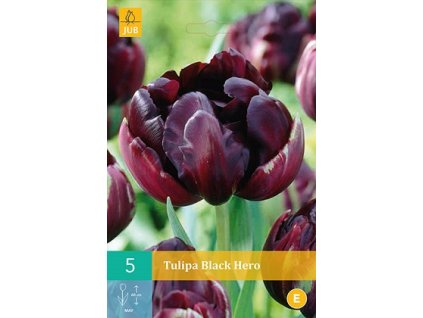 Tulipán Black Hero (5 cibulí)  Double Late