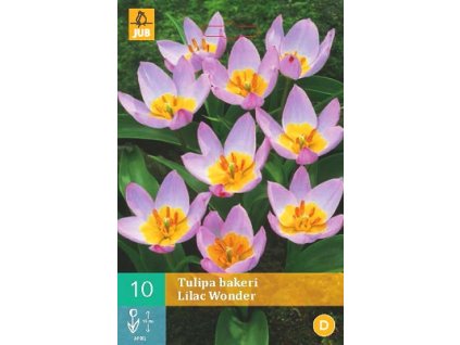 Tulipán Bakeri Lilac Wonder (10 cibulí)  Species