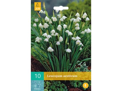 Bledule Leucojum Aestivum