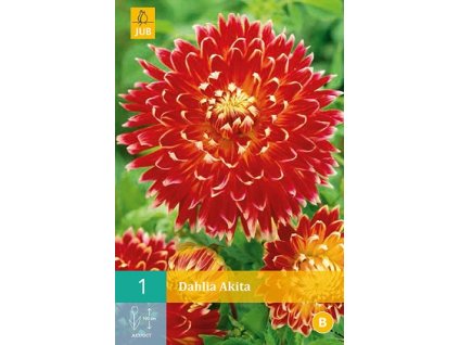 Jiřina Akita (1 hlíza)