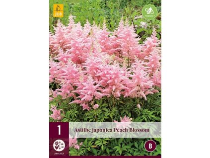 Astilbe JAPONICA PEACH BLOSSOM (1 cibule)