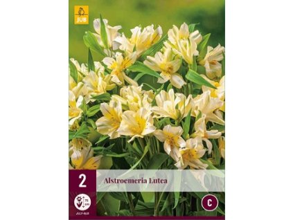 ALSTROMERIA LUTEA (2 hlízy)