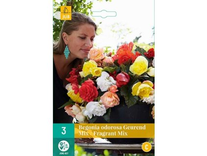 Begónie CASCADE ODOROSA FRAGRANT MIX (3 cibule)