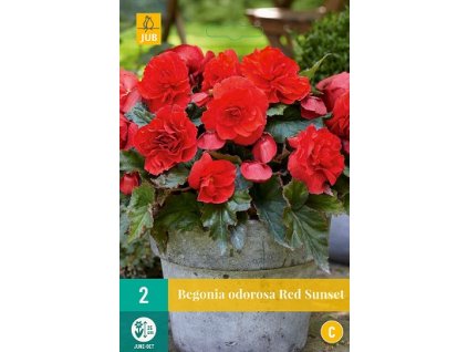 Begónie CASCADE ODOROSA RED SUNSET (2 cibule)