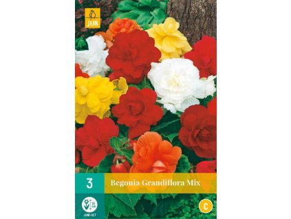 Begónie GRANDIFLORA MIX (3 cibule)