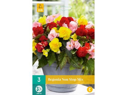 Begónie NON STOP MIX (3 cibule)