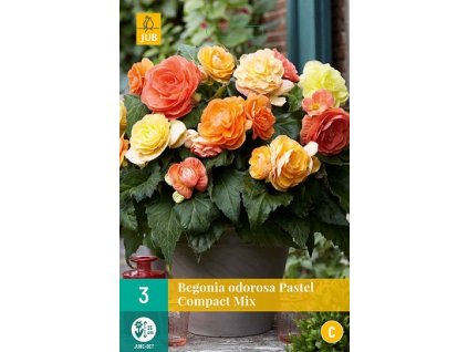 Begónie PASTEL COMPACTA MIX (3 cibule)