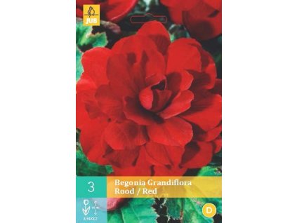 Begónie Grandiflora Red (3 cibule)