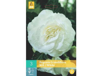 Begónie Grandiflora White (3 cibule)