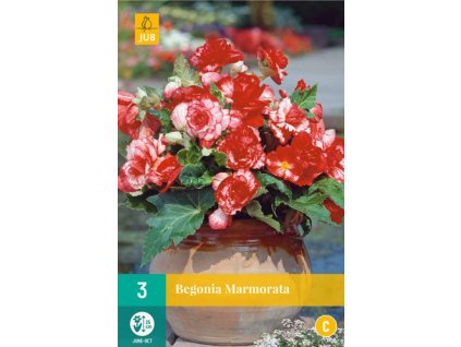Begónie MARMORATA (3 cibule)