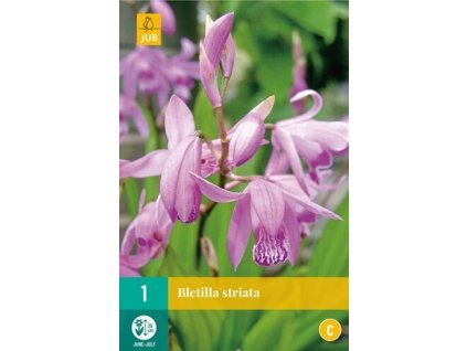 Bletila - orchidej vzpřímená (1 hlíza)  Bletila STRIATA