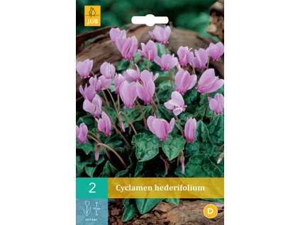 Brambořík břečťanolistý (2 cibule)  Cyclamen hederifolium
