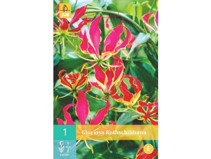 Glorióza Rotshildova (1 cibule)  Gloriosa Rothschildiana