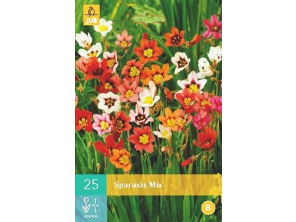 Dřípulka Mix (25 cibulí)  Sparaxis