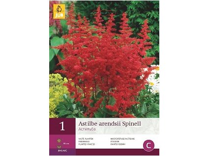Astilbe Arendsii Spinell (1 cibule)  čechrava
