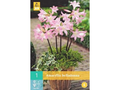 Amarylka spanilá (1 cibule)  Amaryllis Belladonna