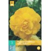Begónie Grandiflora Yellow (3 cibule)