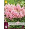 Astilbe JAPONICA PEACH BLOSSOM (1 cibule)