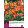 Alstroemeria Orange King (2 hlízy)