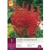 Astilbe Arendsii Spinell (1 cibule)  čechrava