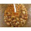 Cibule Všetana sazečka 500 g  7-14 mm
