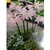 Amarylka spanilá (1 cibule)  Amaryllis Belladonna