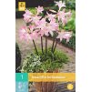 Amarylka spanilá (1 cibule)  Amaryllis Belladonna