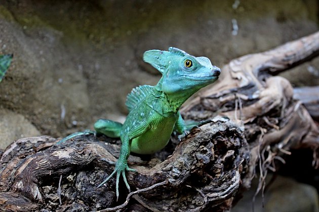 Osvětlení terárií