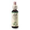 Walnut 20ml Bachovy kapky