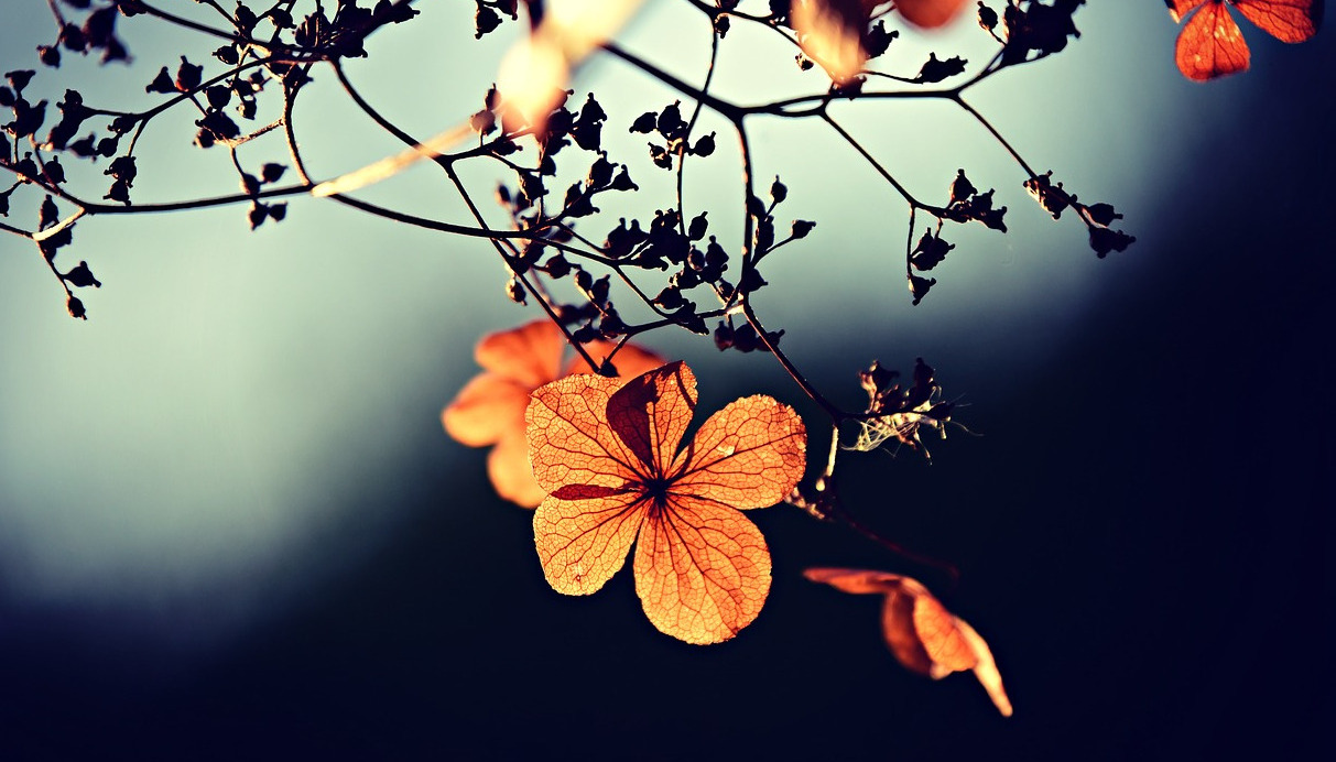 29. 10. 2021 neexpedujeme